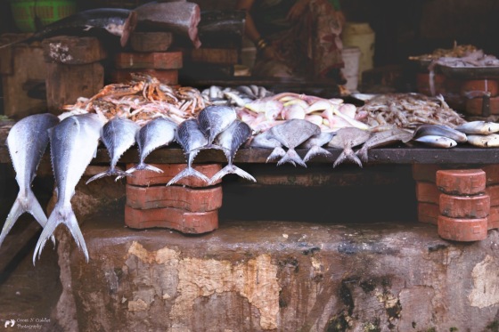 Cooes N Cuddles Photography//My Mumbai Affair-On a fishy trail//Beautifully Set for Sale